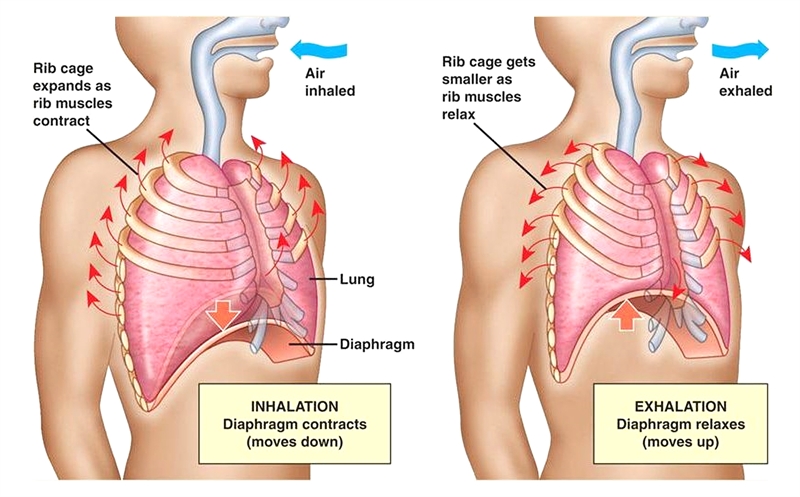 Diagram showing the mechanism of breathing